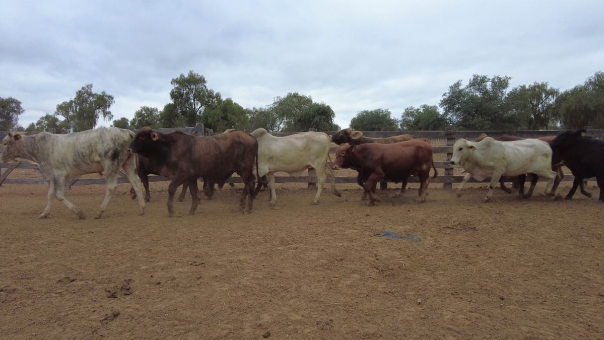 Feria Especial CEA ─ lote Lote 49 – N° insp. 5609