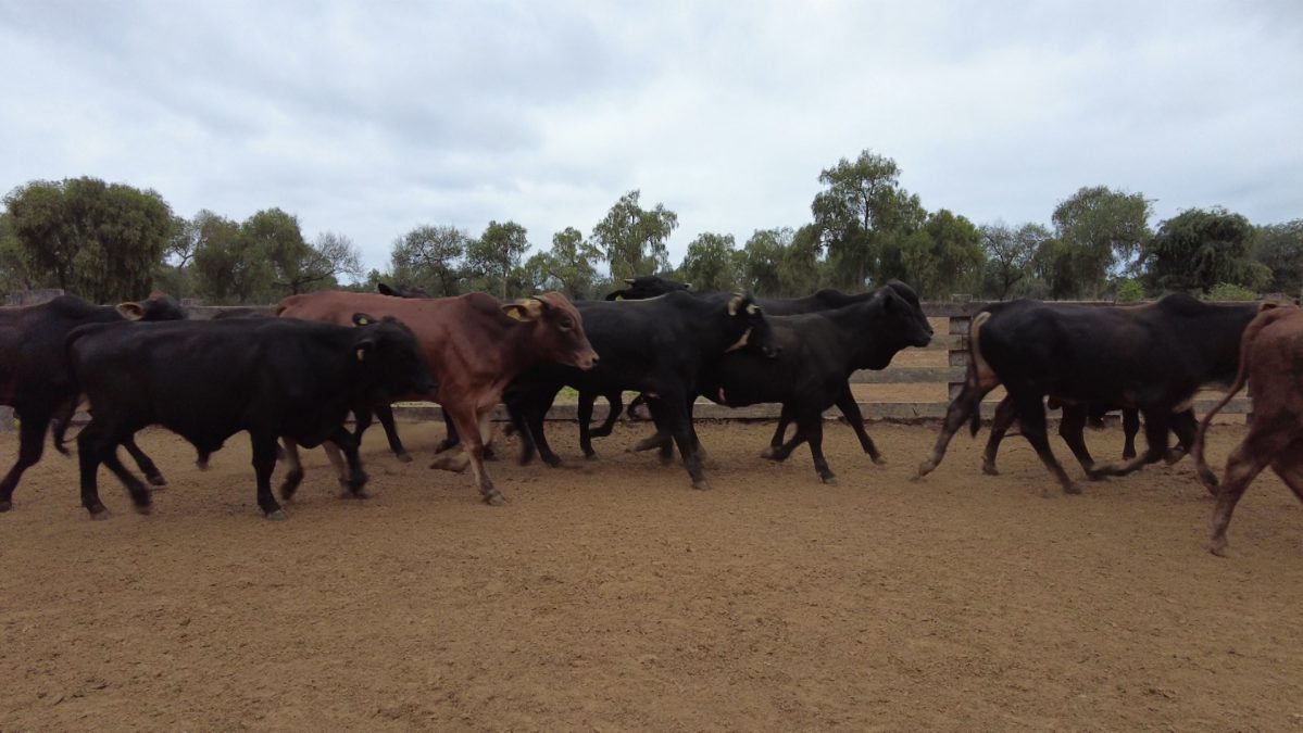 Feria Especial CEA ─ lote Lote 48 – N° insp. 5610