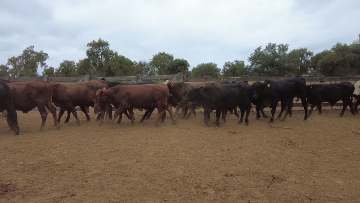 Feria Especial CEA ─ lote 5610.2