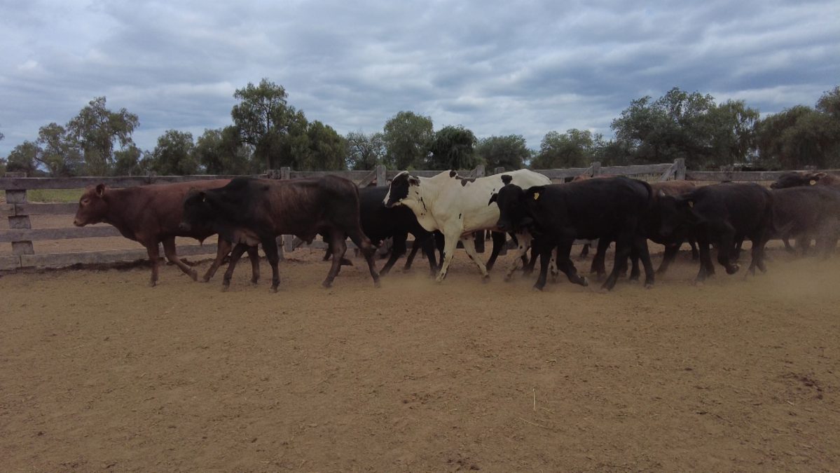 Feria Especial CEA ─ lote 5612.2