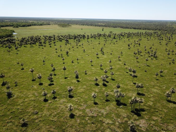 Establecimiento de 2.518 hectáreas en Río Negro. 2