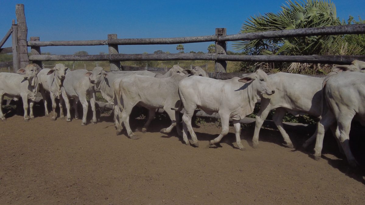 Feria Especial ARP ─ lote Lote 3 – N° insp. 5613