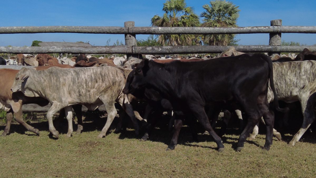 Feria Especial ARP ─ lote Lote 4 – N° insp. 5614