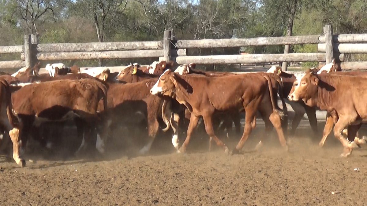 Feria de Invernada por Pantalla Televisada ─ lote 01.2