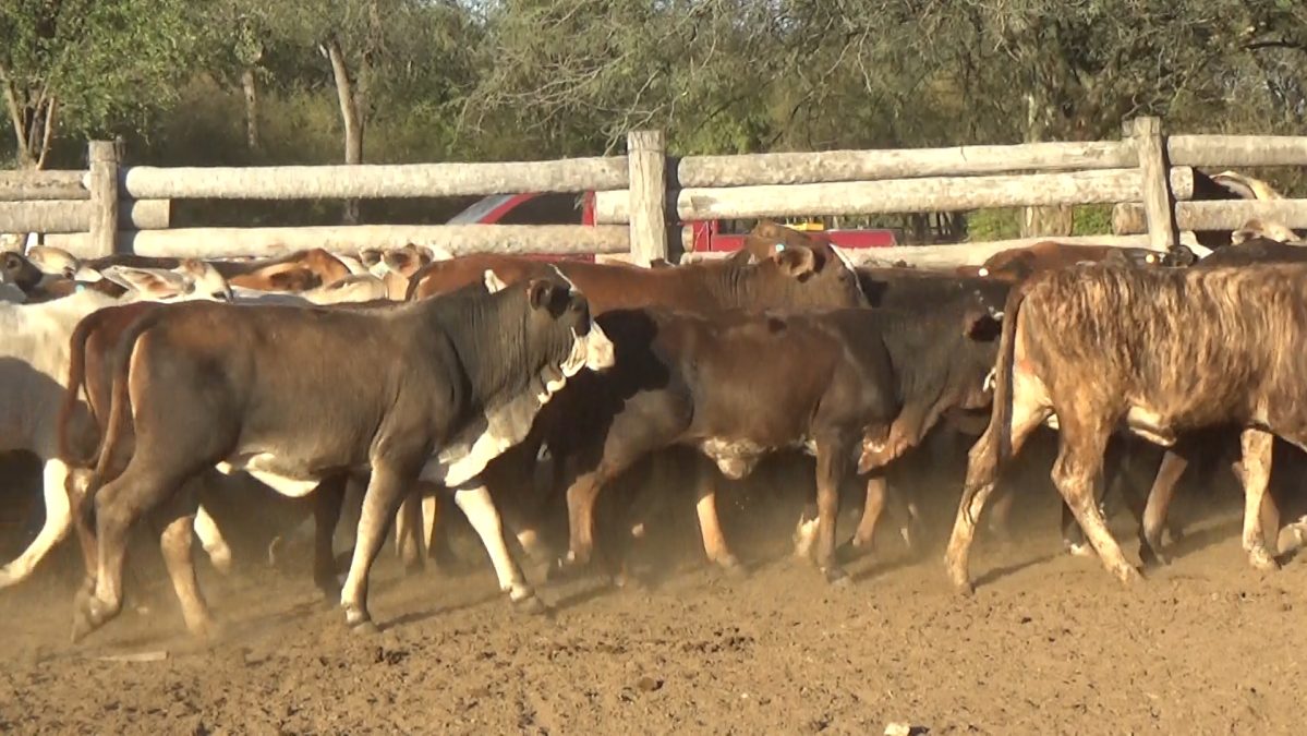 Feria de Invernada por Pantalla Televisada ─ lote 02.1