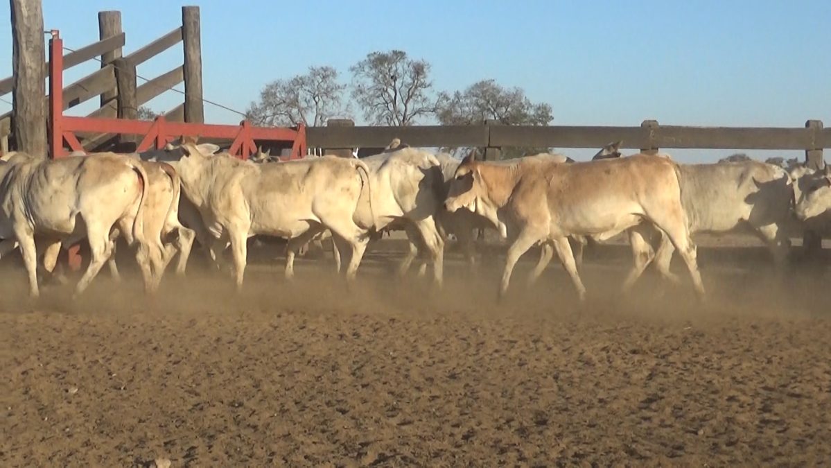 Feria de Invernada por Pantalla Televisada ─ lote 07.2