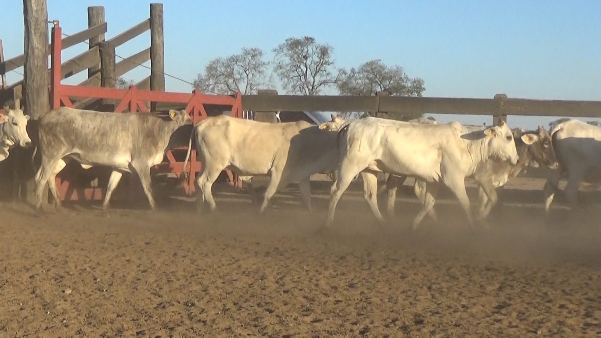 Feria de Invernada por Pantalla Televisada ─ lote 07.3