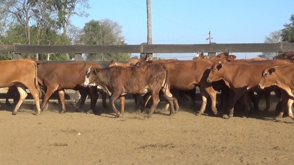 Feria de Invernada por Pantalla Televisada ─ lote 10.2