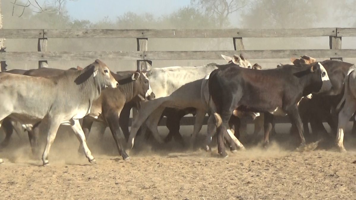 Feria de Invernada por Pantalla Televisada ─ lote 16.1