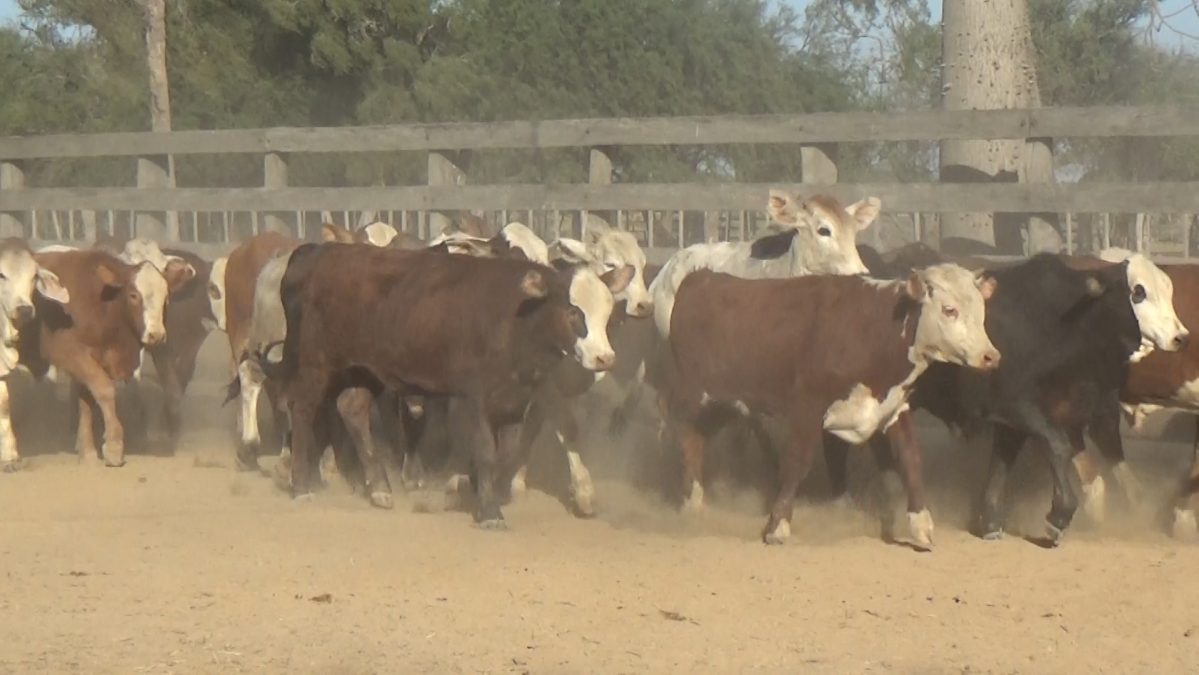 Feria de Invernada por Pantalla Televisada ─ lote 16.2