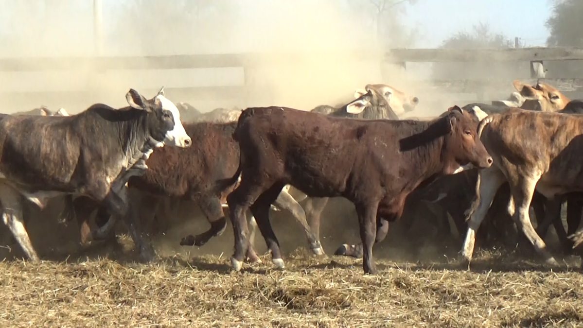 Feria de Invernada por Pantalla Televisada ─ lote 17.2