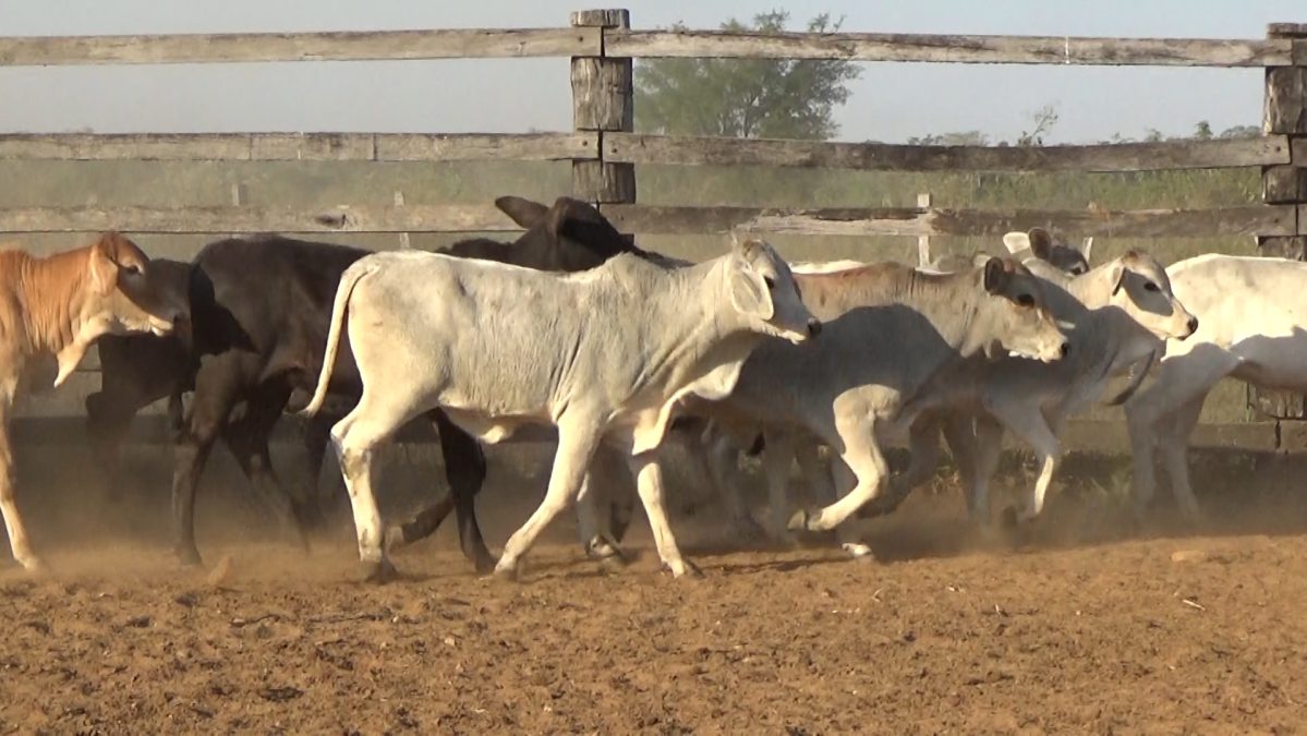 Feria de Invernada por Pantalla Televisada ─ lote 5498.2