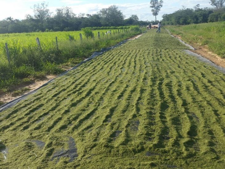 Establecimiento de 12.000 hectáreas en Fuerte Olimpo. 2