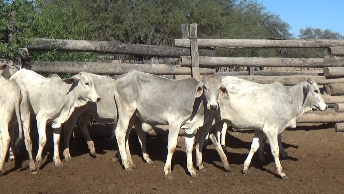 Feria de Invernada por Pantalla Televisada ─ lote 01.4