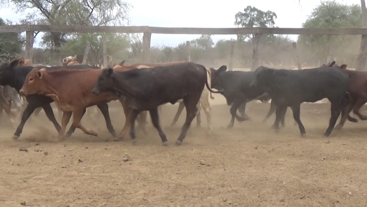 Feria de Invernada por Pantalla Televisada ─ lote 04.1