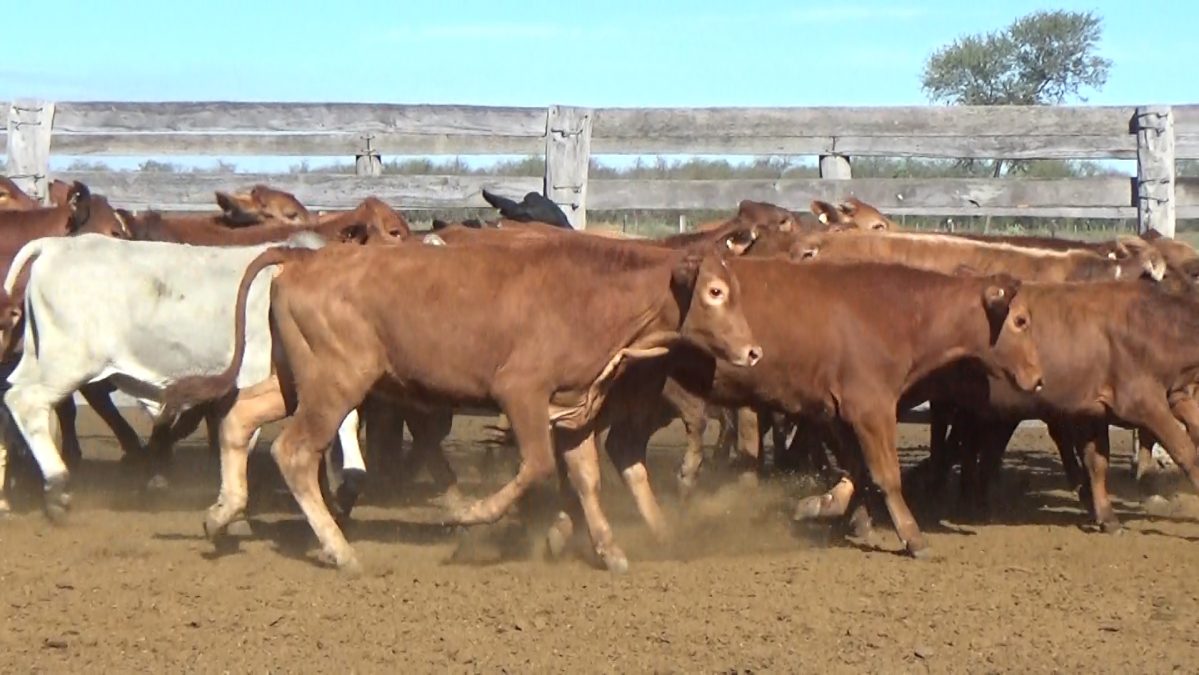 Feria de Invernada por Pantalla Televisada ─ lote 19.1