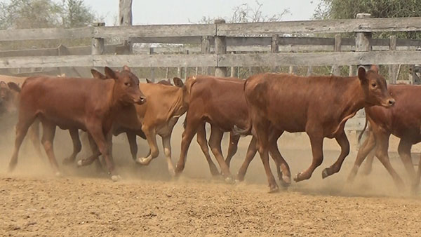 Feria de Invernada por Pantalla Televisada ─ lote Lote01 B