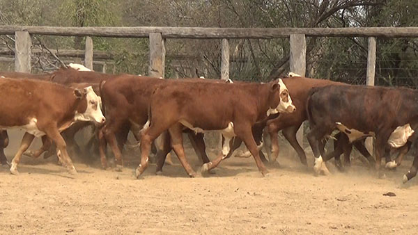 Feria de Invernada por Pantalla Televisada ─ lote Lote10 B