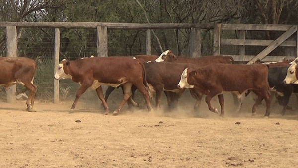 Feria de Invernada por Pantalla Televisada ─ lote Lote10 C