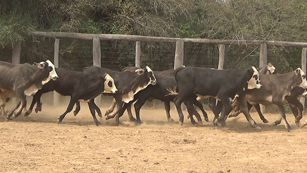 Feria de Invernada por Pantalla Televisada ─ lote Lote11 A