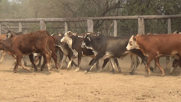 Feria de Invernada por Pantalla Televisada ─ lote Lote12 C