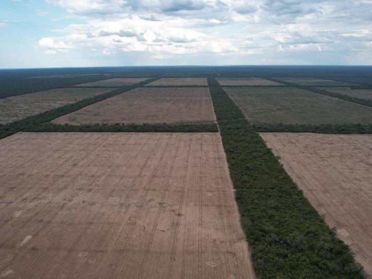 Establecimiento de 5.000 hectáreas en Teniente Montanía 0