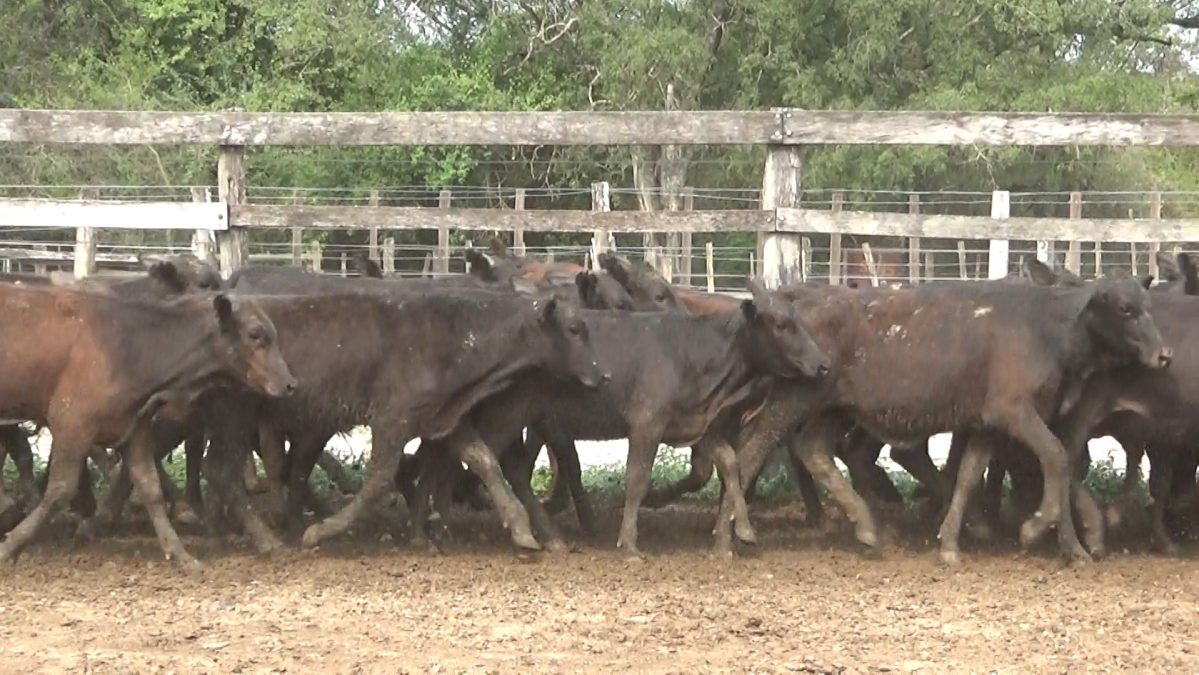 Feria Especial CEA ─ lote 06.2