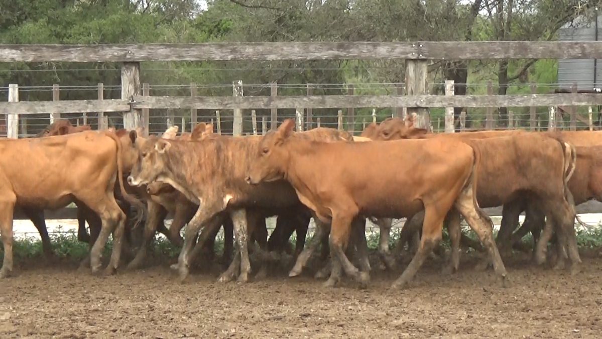 Feria Especial CEA ─ lote 06.3