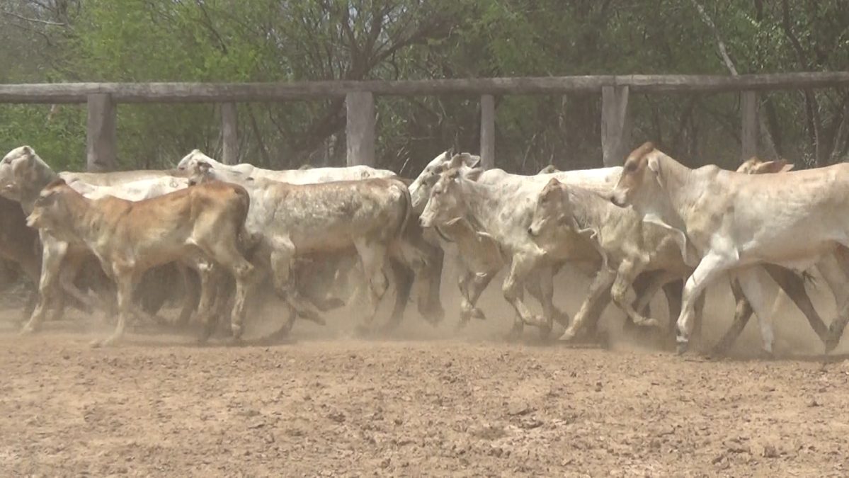 Feria Especial CEA ─ lote 09.1