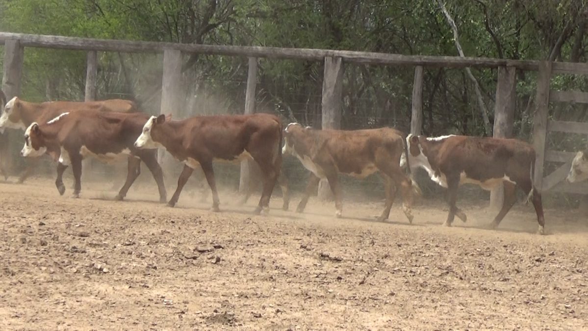 Feria Especial CEA ─ lote 09.3