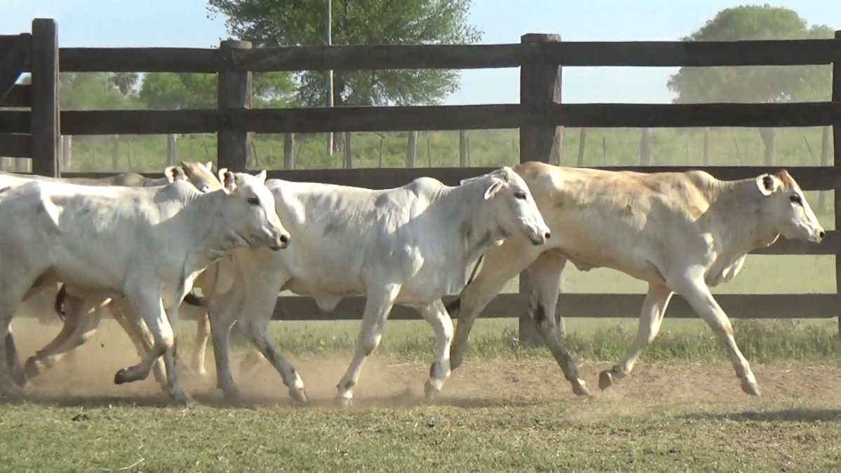 Feria Especial CEA ─ lote Lote 11 – N° insp. 5665