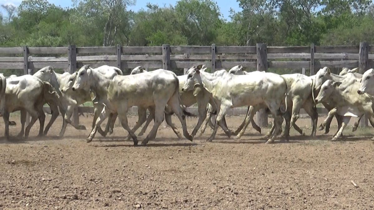 Feria Especial CEA ─ lote 12.3