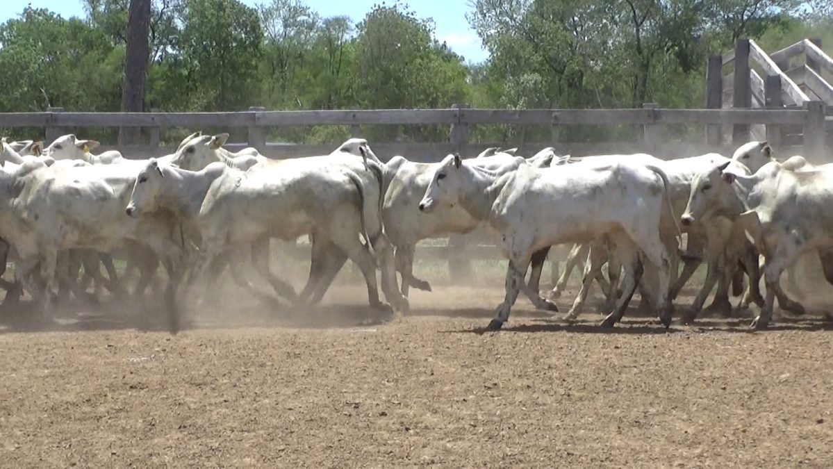 Feria Especial CEA ─ lote 13.2