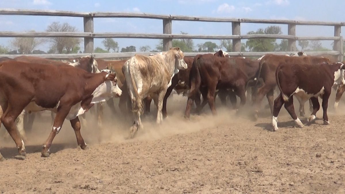 Feria Especial CEA ─ lote 18.2