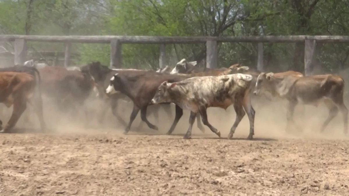 Feria Especial CEA ─ lote 25.3