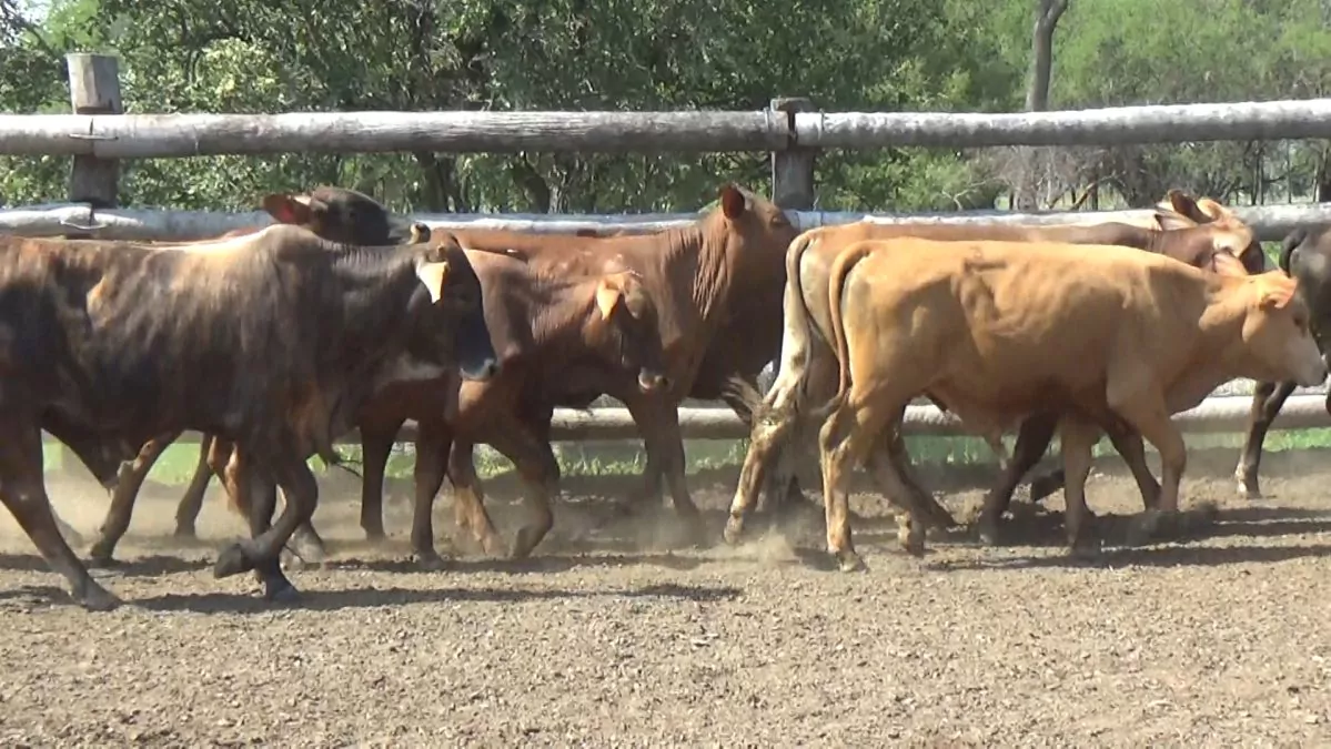 Feria Especial CEA ─ lote 27.1