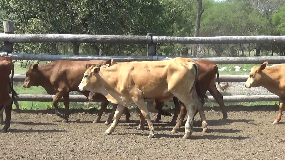Feria Especial CEA ─ lote 27.2