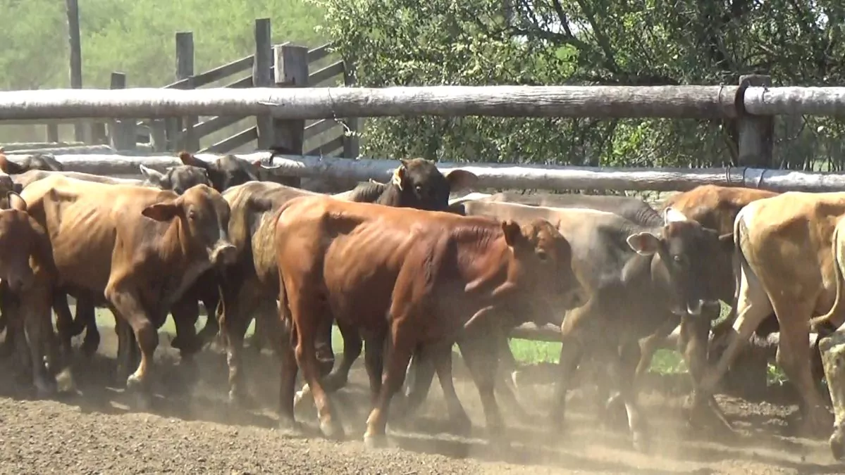 Feria Especial CEA ─ lote Lote 27 – N° insp. 5662