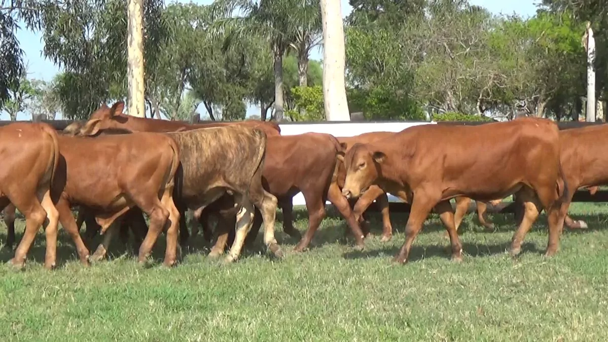 Feria Especial CEA ─ lote 29.1