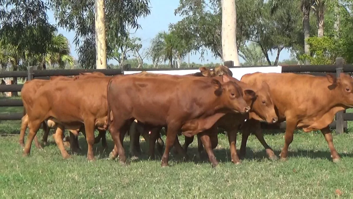 Feria Especial CEA ─ lote Lote 29 – N° insp. 5660