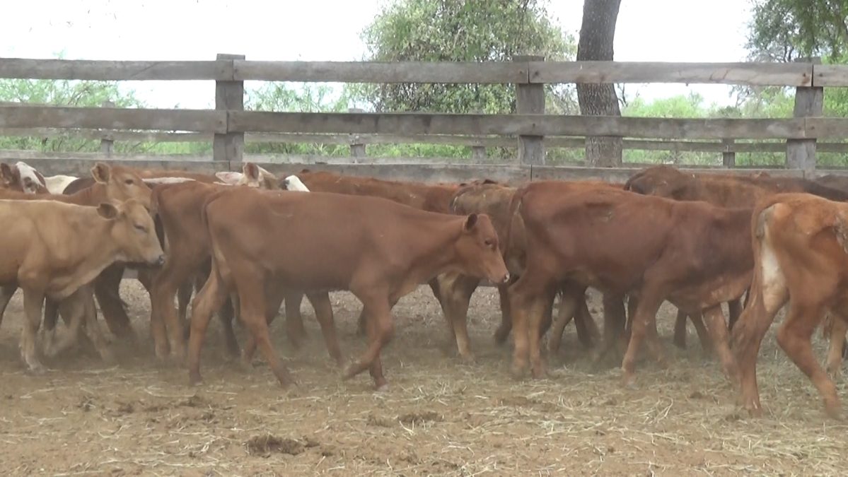 Feria Especial Regional Central Chaco ─ lote 01.2