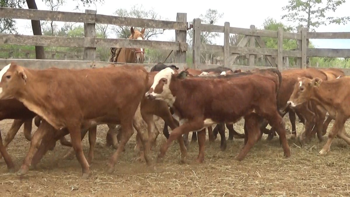 Feria Especial Regional Central Chaco ─ lote Lote 2 – N° insp. 5671