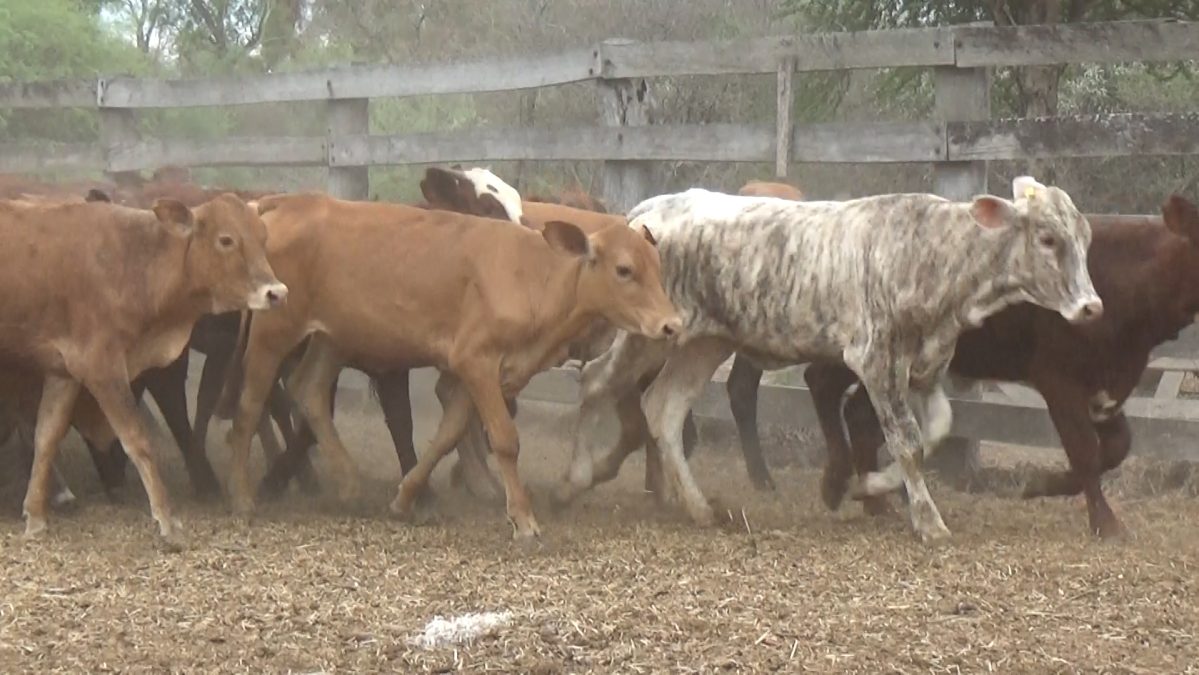 Feria Especial Regional Central Chaco ─ lote 03.1