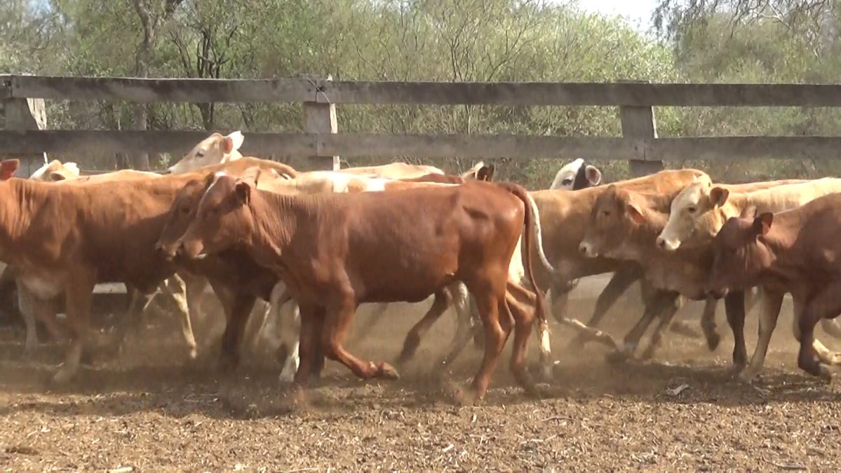 Feria Especial Regional Central Chaco ─ lote 03.2