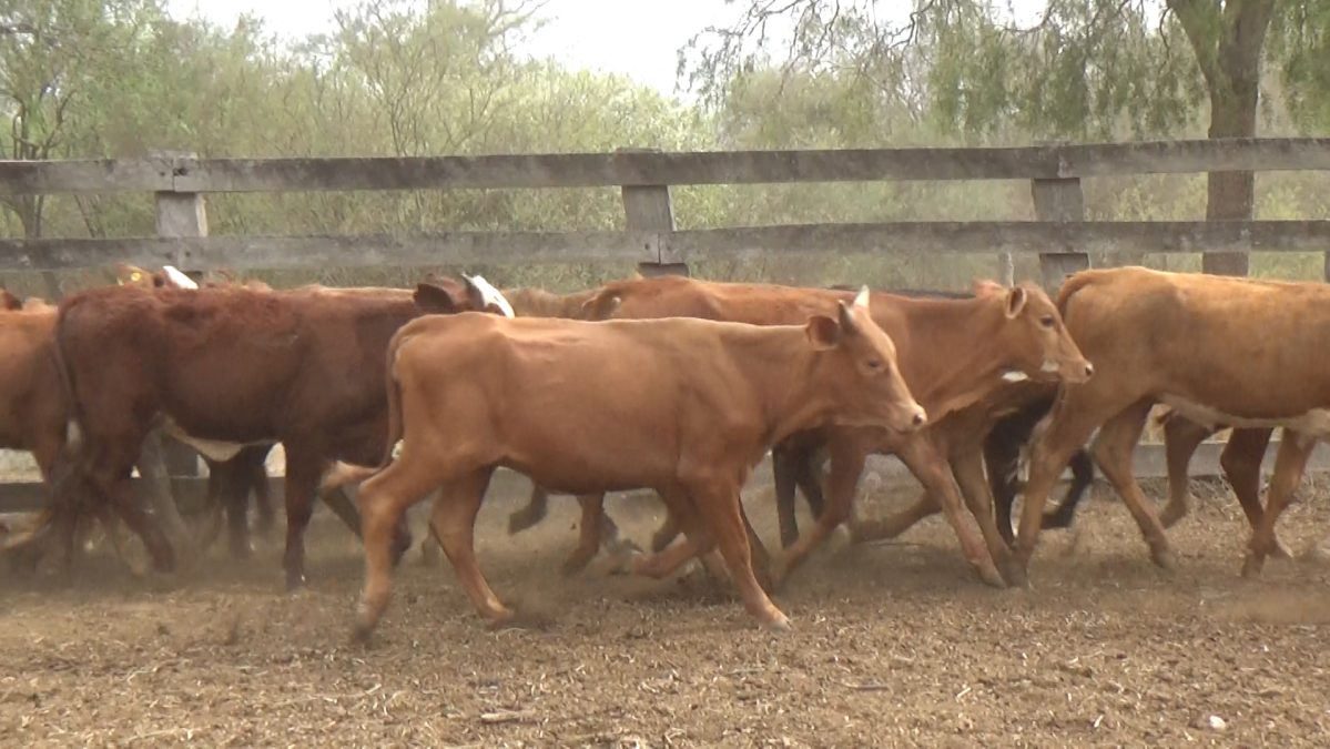 Feria Especial Regional Central Chaco ─ lote Lote 3 – N° insp. 5670