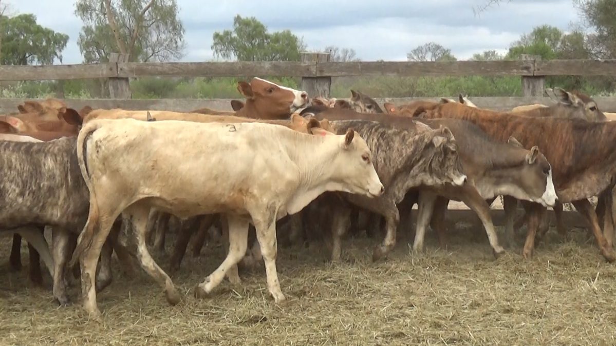 Feria Especial Regional Central Chaco ─ lote 04.3