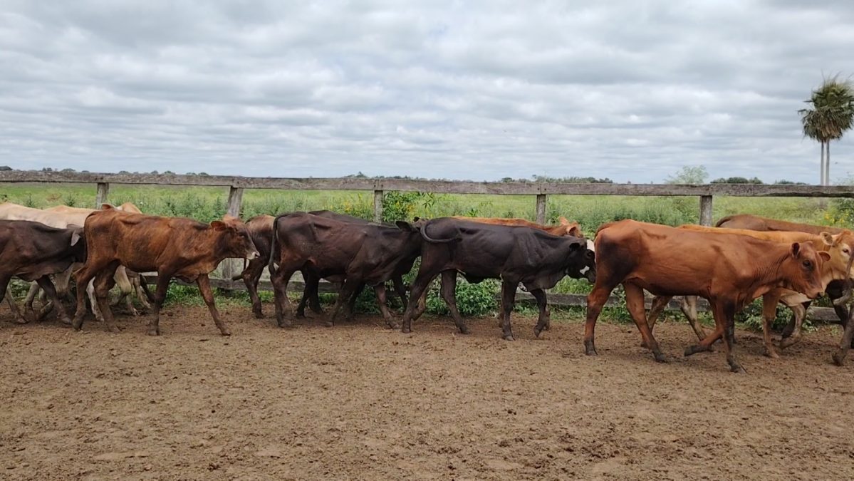 Feria Especial Regional Central Chaco ─ lote 05.1