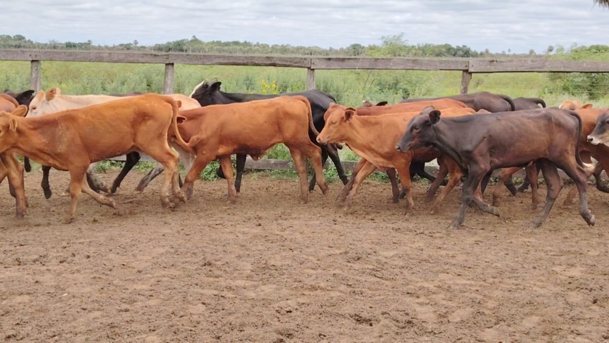 Feria Especial Regional Central Chaco ─ lote 05.2