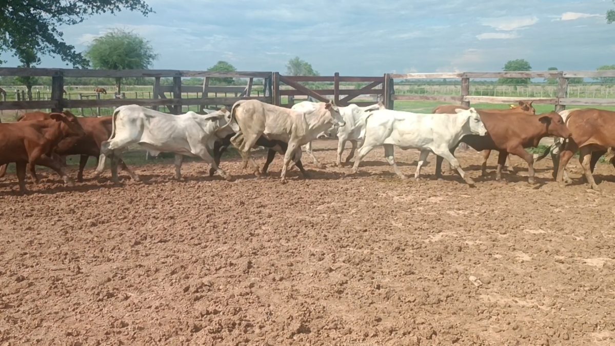 Feria Especial Regional Central Chaco ─ lote 06.1