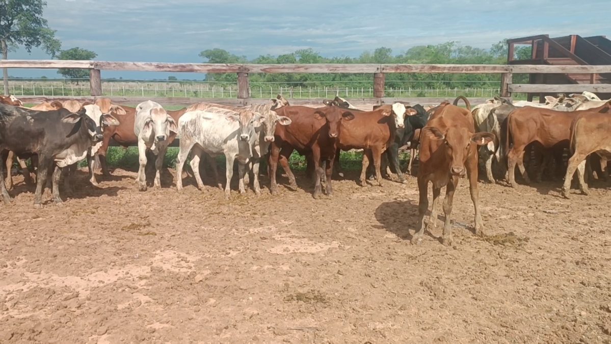 Feria Especial Regional Central Chaco ─ lote Lote 6 – N° insp. 5228